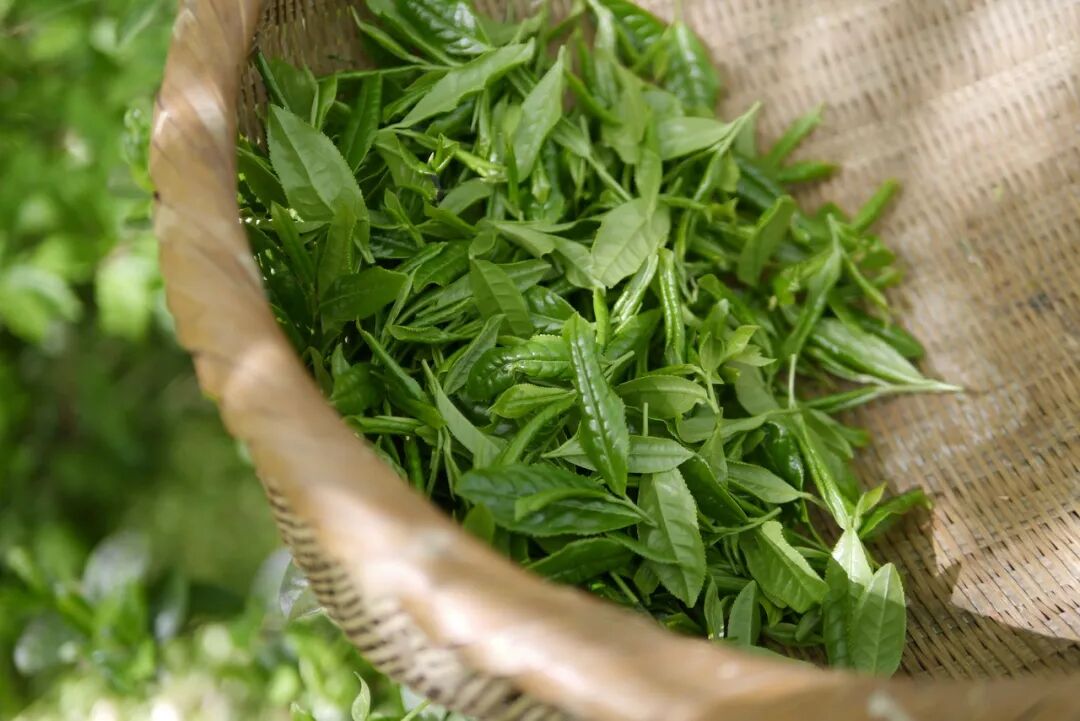竹篓中的新鲜茶叶