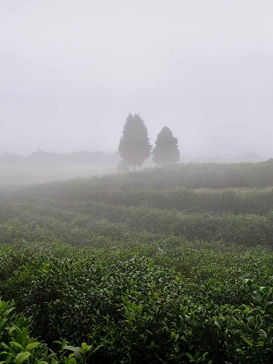 晨雾笼罩的回龙观茶园实景