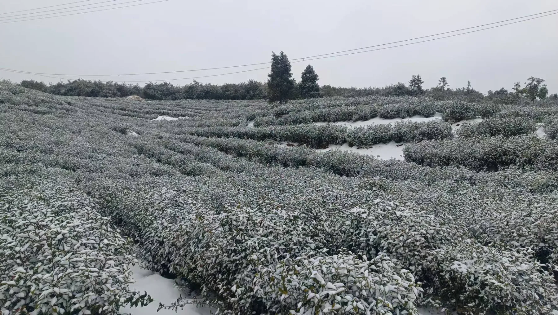 冬雪覆盖的回龙观茶园