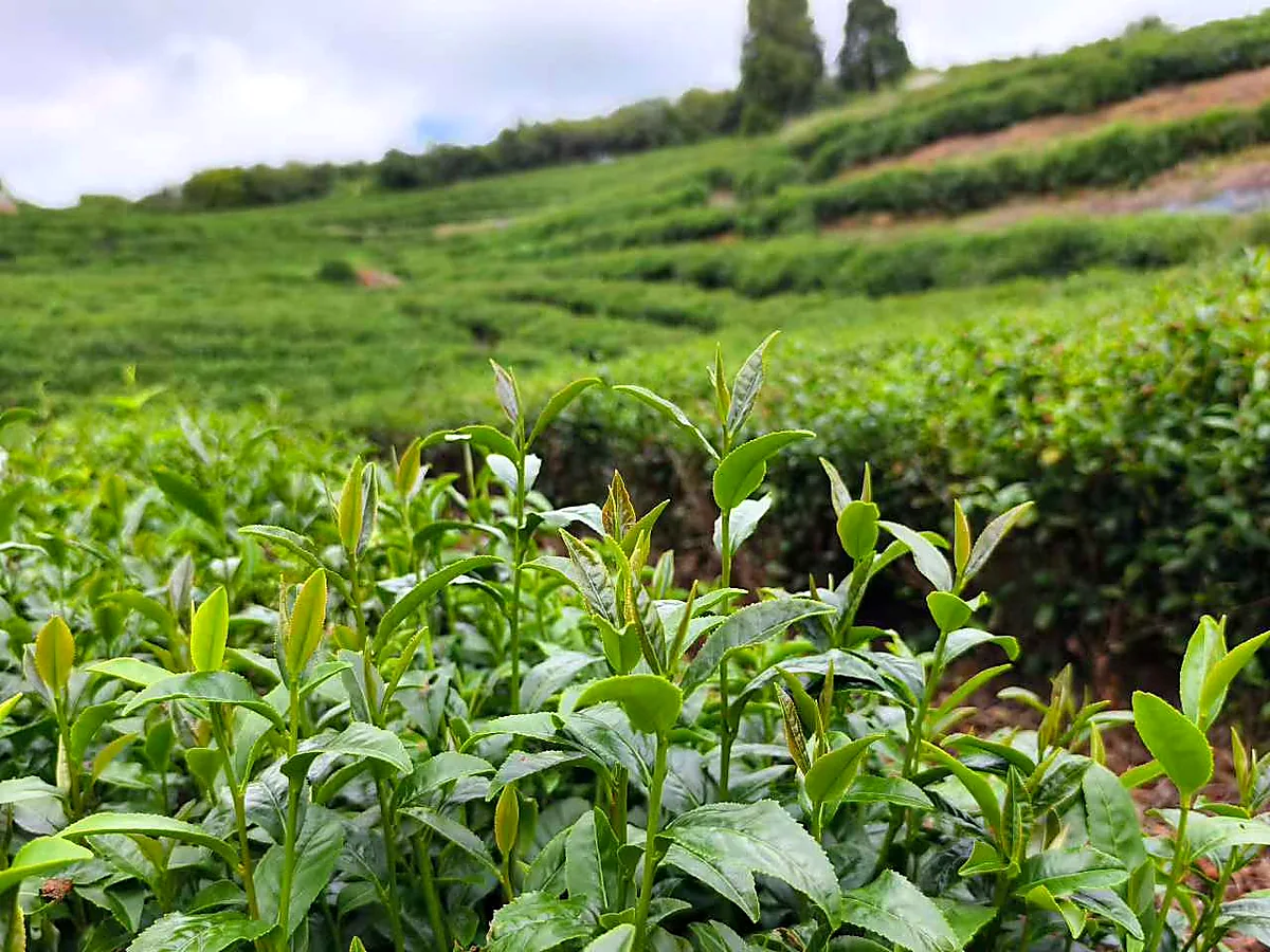 茶山中的鲜嫩茶芽