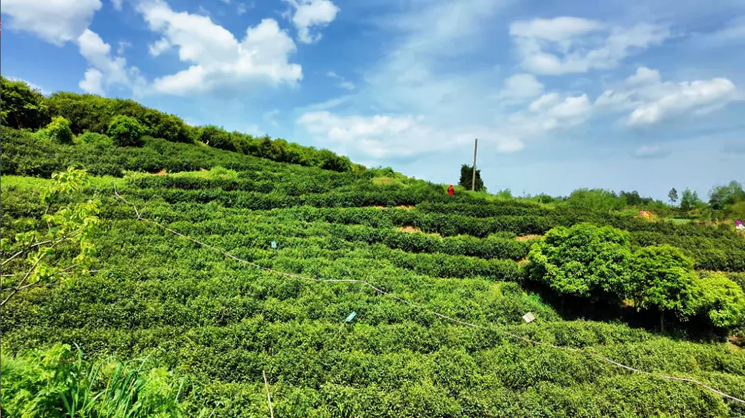 夏季回龙观茶园与山林相依的宽阔实景