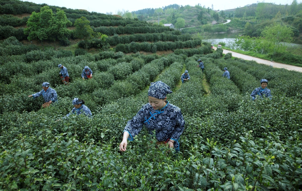 工人在茶园采摘鲜叶